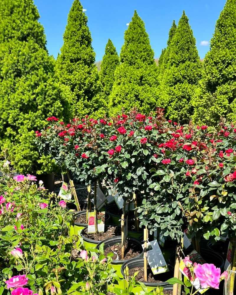 Climbing Roses For Vertical Accents