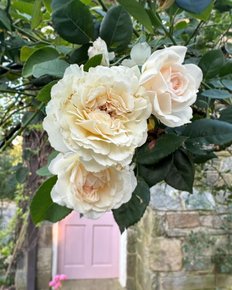 Sombreuil