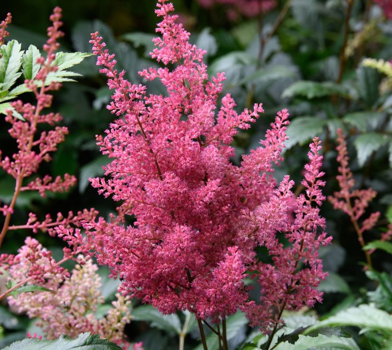 Astilbe