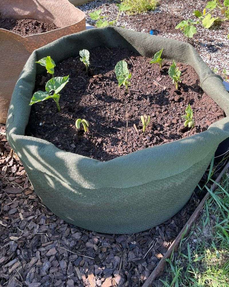 Bush Beans