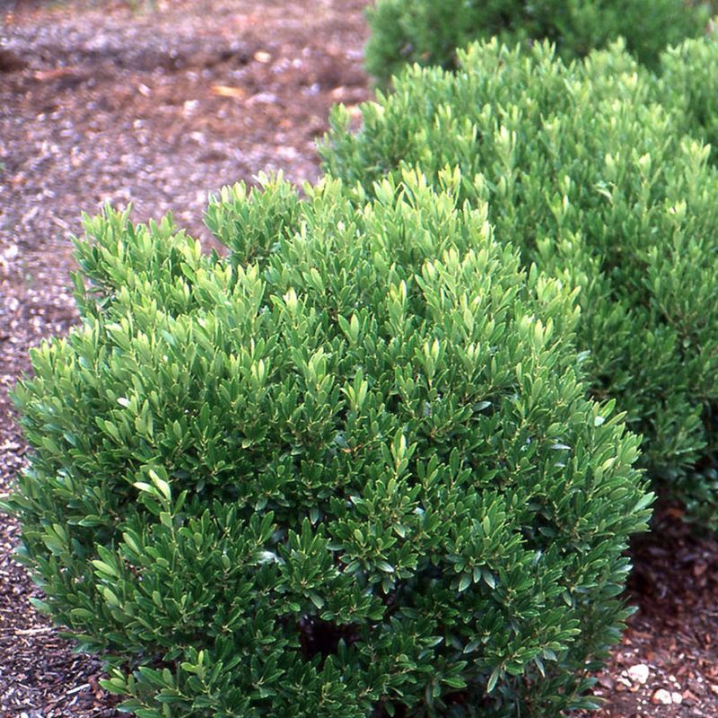 Compact Inkberry Holly