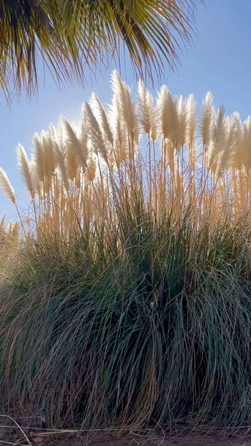 Pampas Grass