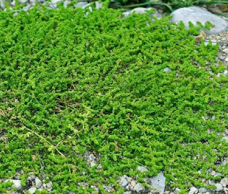 Rupturewort