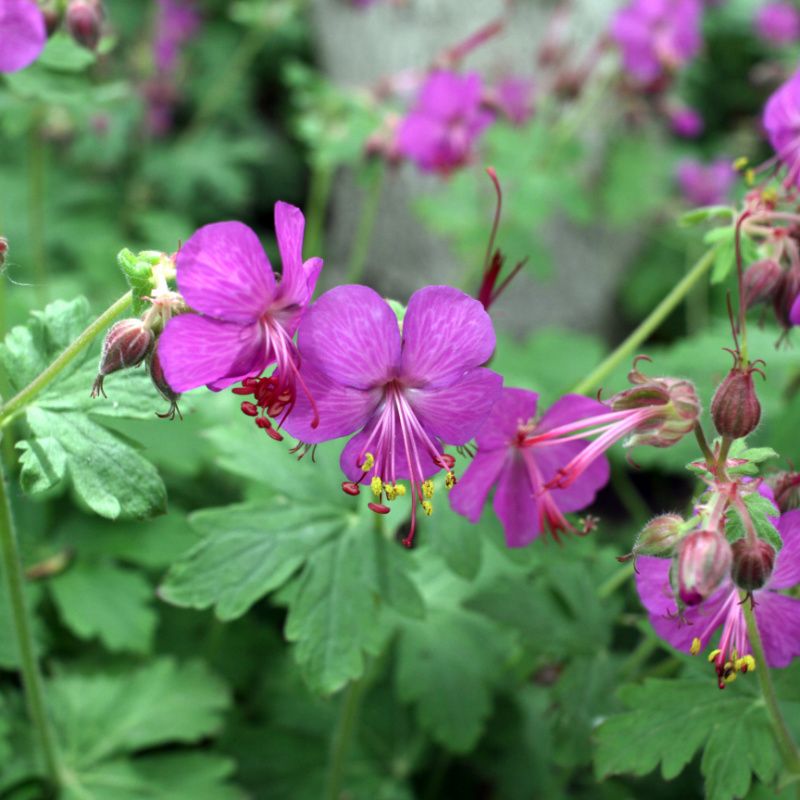 Bigroot Geranium (Geranium macrorrhizum)