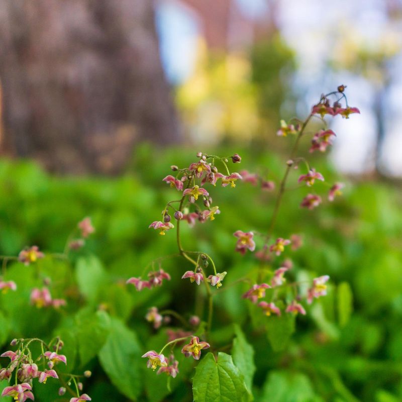 Barrenwort