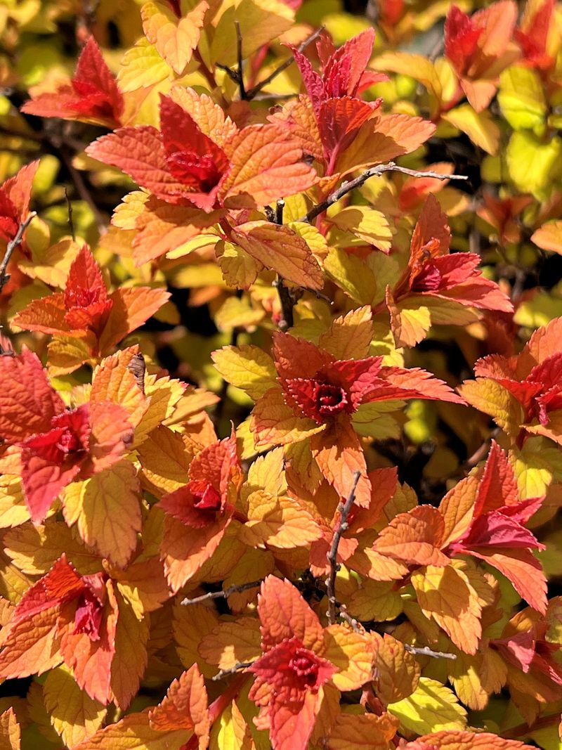 Spirea 'Magic Carpet'