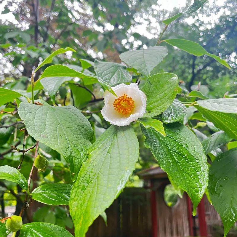 Japanese Stewartia