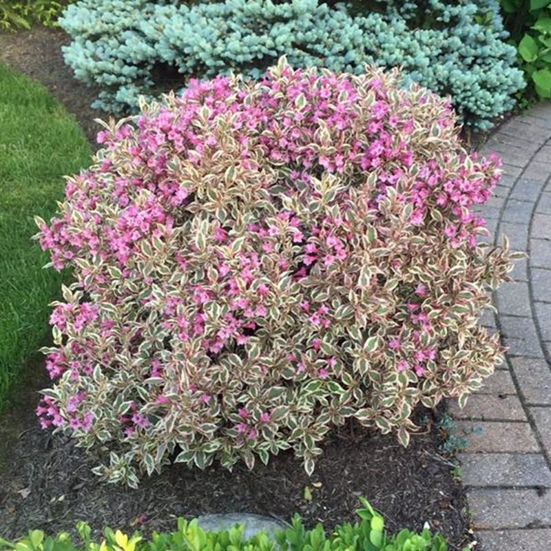 Weigela 'My Monet'