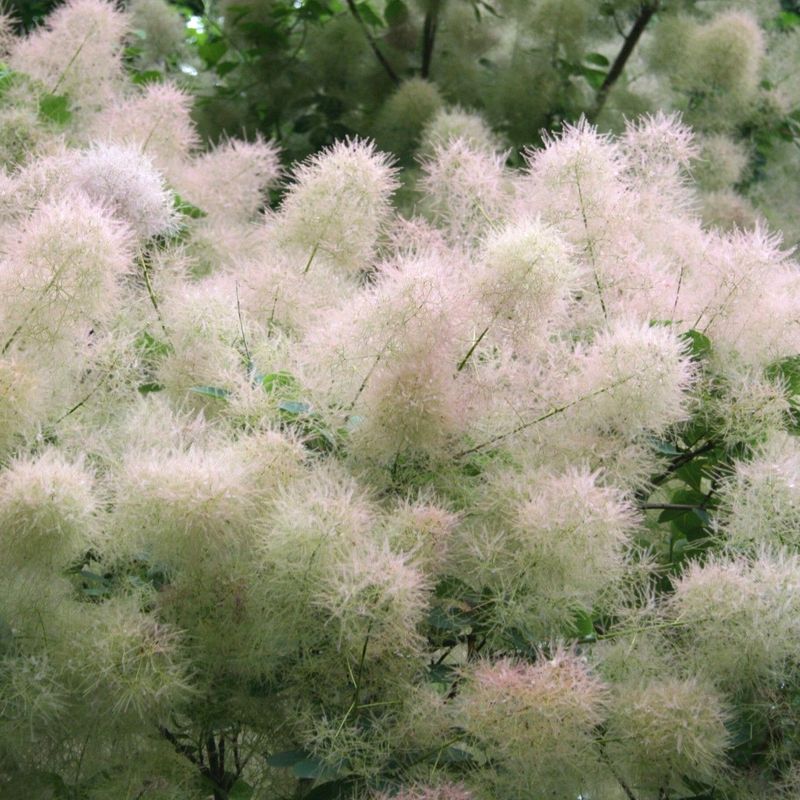 Smokebush 'Young Lady'