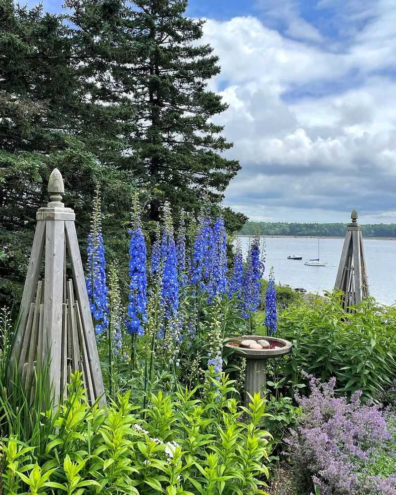 Delphinium