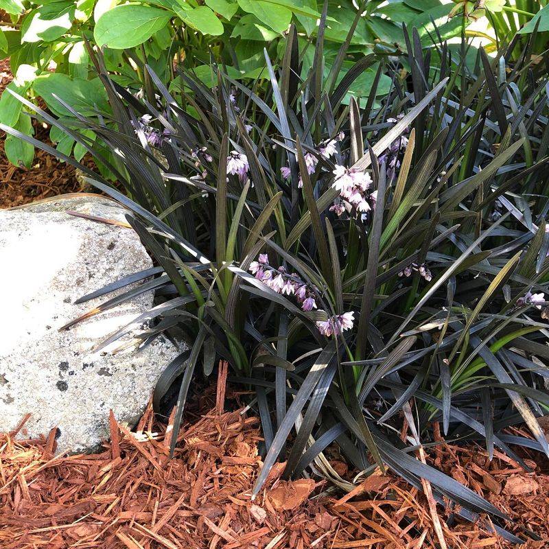 Black Mondo Grass