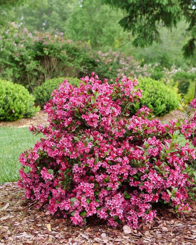 Weigela