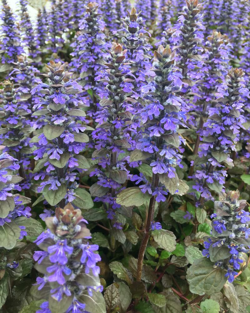 Ajuga