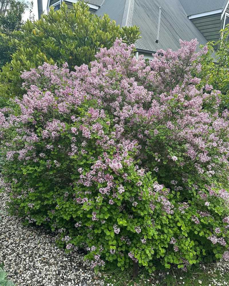 Dwarf Korean Lilac