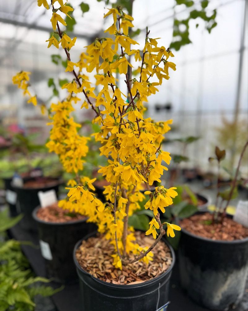 Forsythia