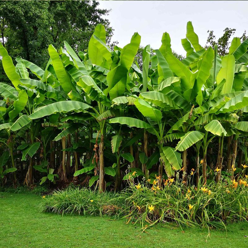 Banana Plant