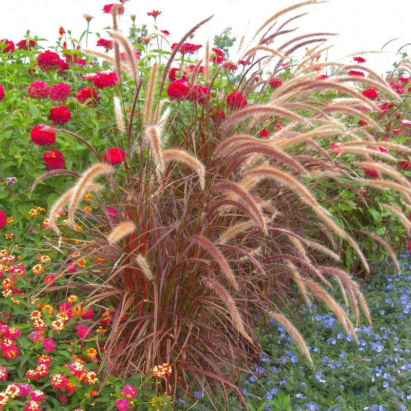 Fountain Grass