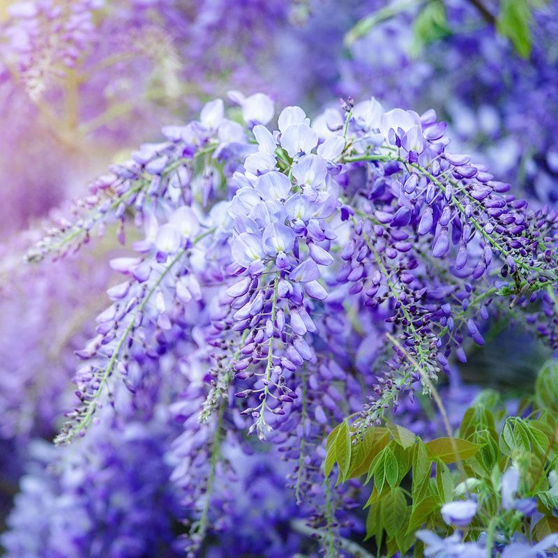 Blue Japanese Wisteria (Wisteria floribunda 'Royal Purple')