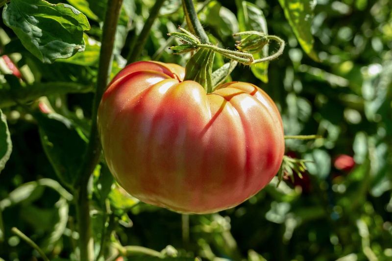 Brandywine: The Heirloom with Unbeatable Flavor