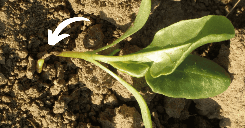 Slow Recovery From Transplanting