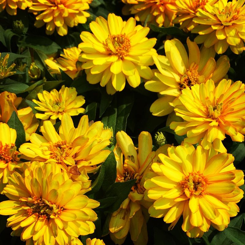 Deadheading Routine