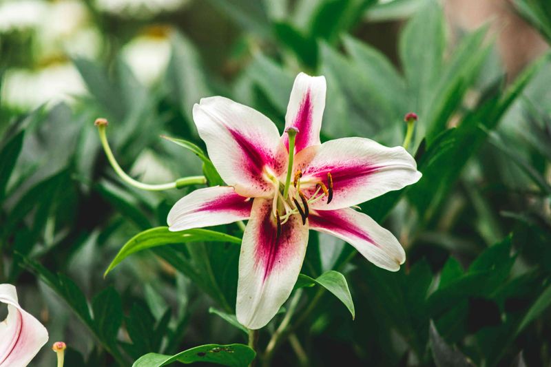 Stargazer Lilies