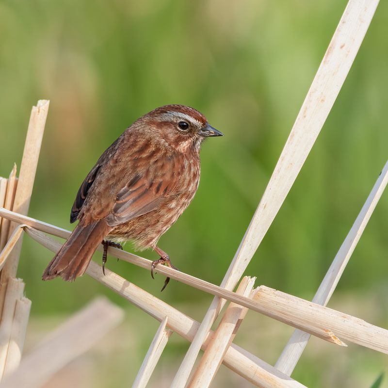 Song Sparrow