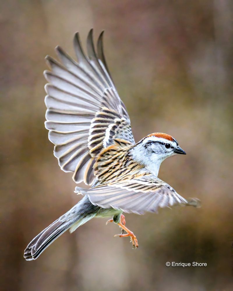 Chipping Sparrow