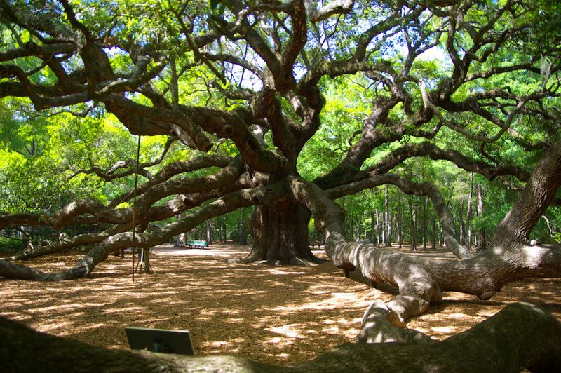 Live Oak