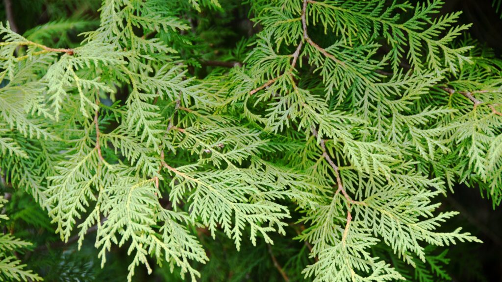 Eastern Red Cedar tree