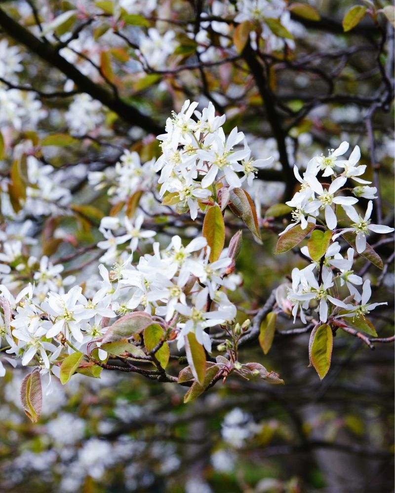 Serviceberry