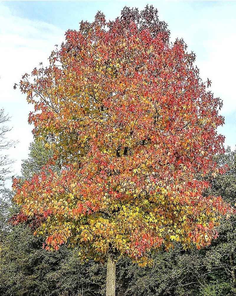 Sweet Gum