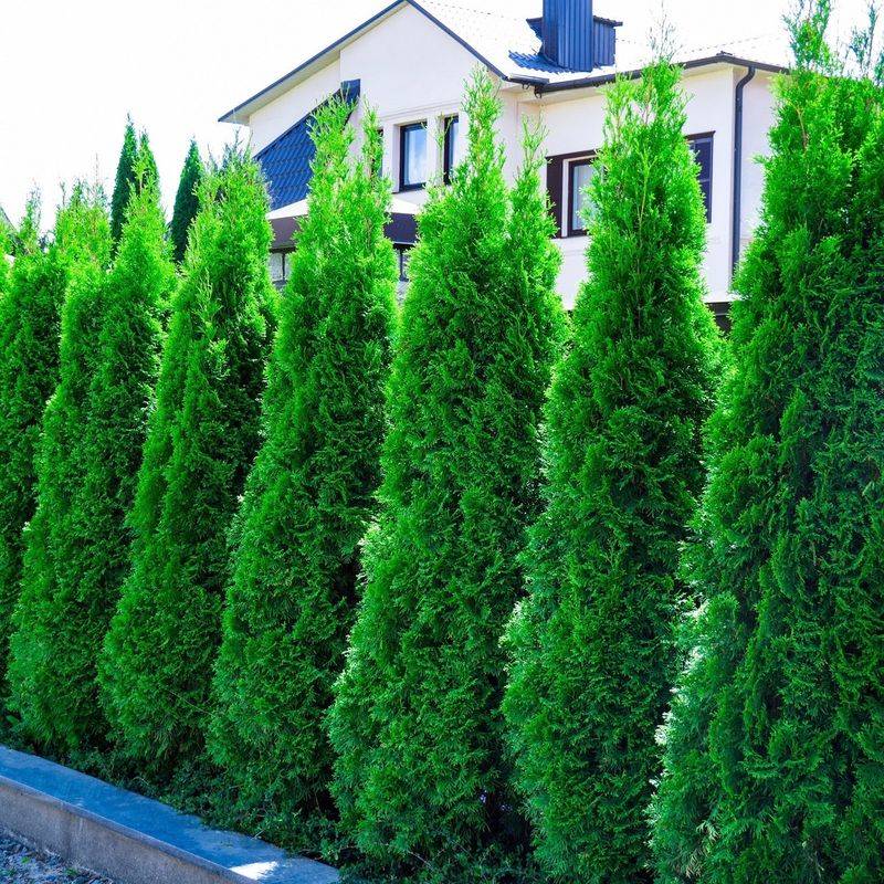 Emerald Green Arborvitae