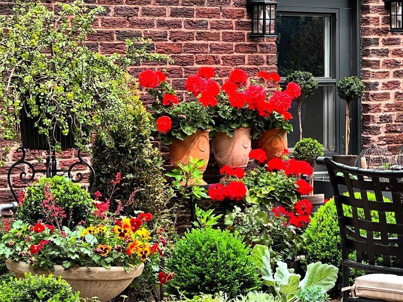 Geraniums