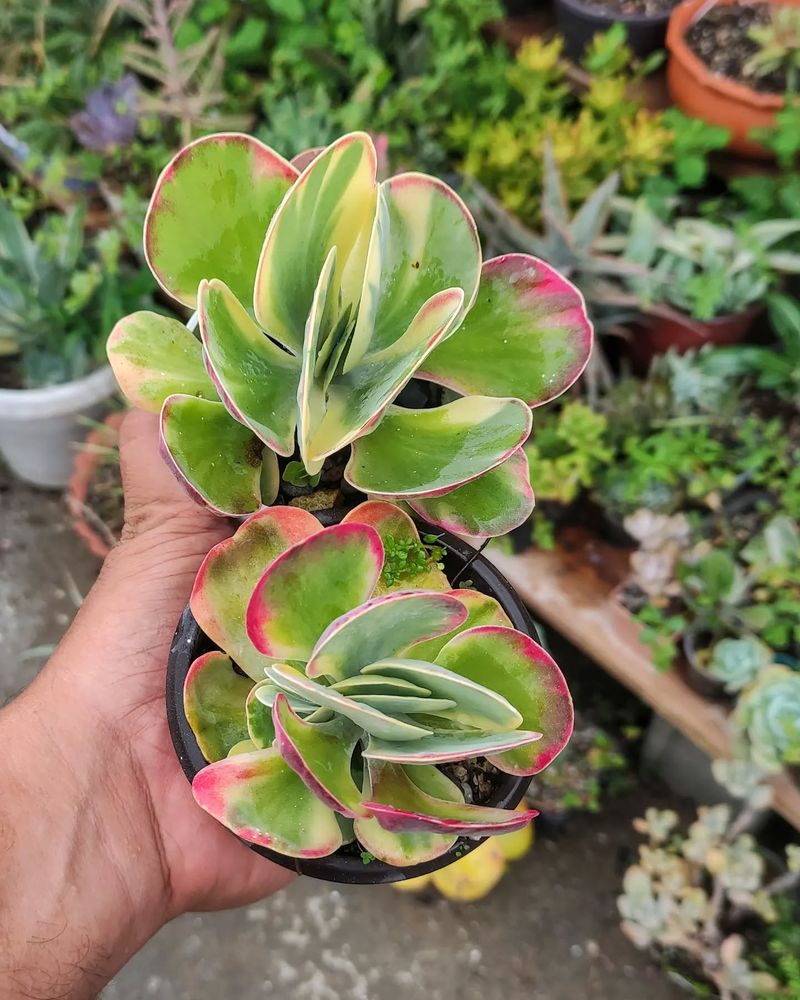 Kalanchoe 'Fantastic'