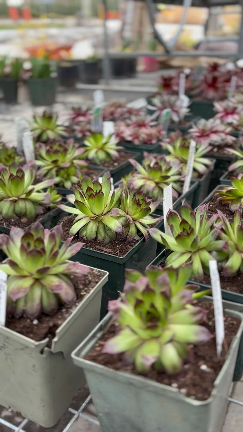 Sempervivum (Hens And Chicks)