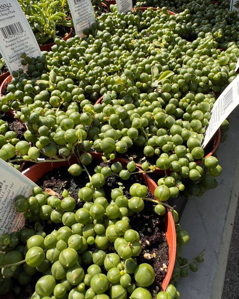 String of Pearls