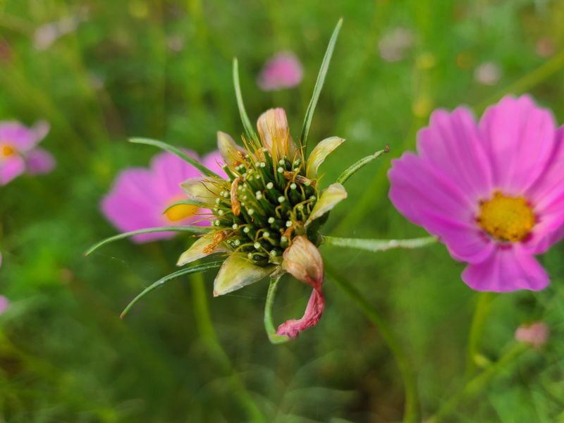 Cosmos Seeds