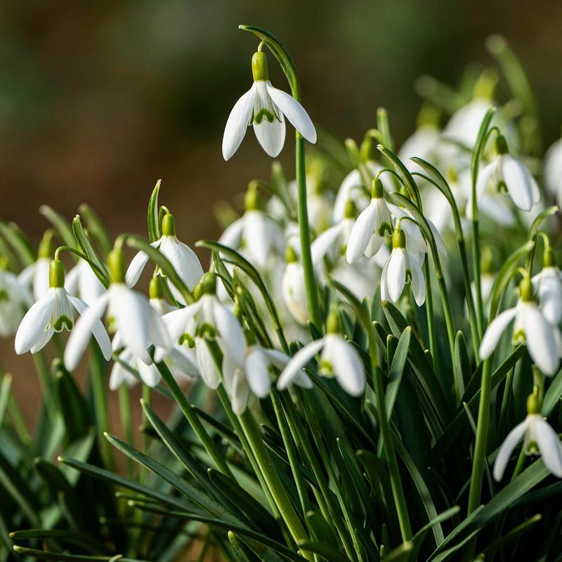 Snowdrops: Earliest Spring Messengers