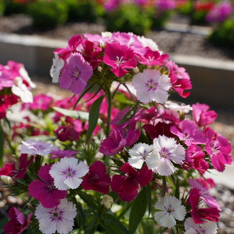 Dianthus