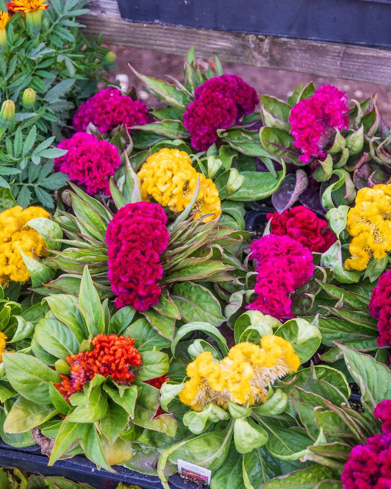 Celosia (Cockscomb)