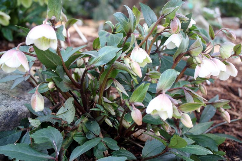 Rose Campion