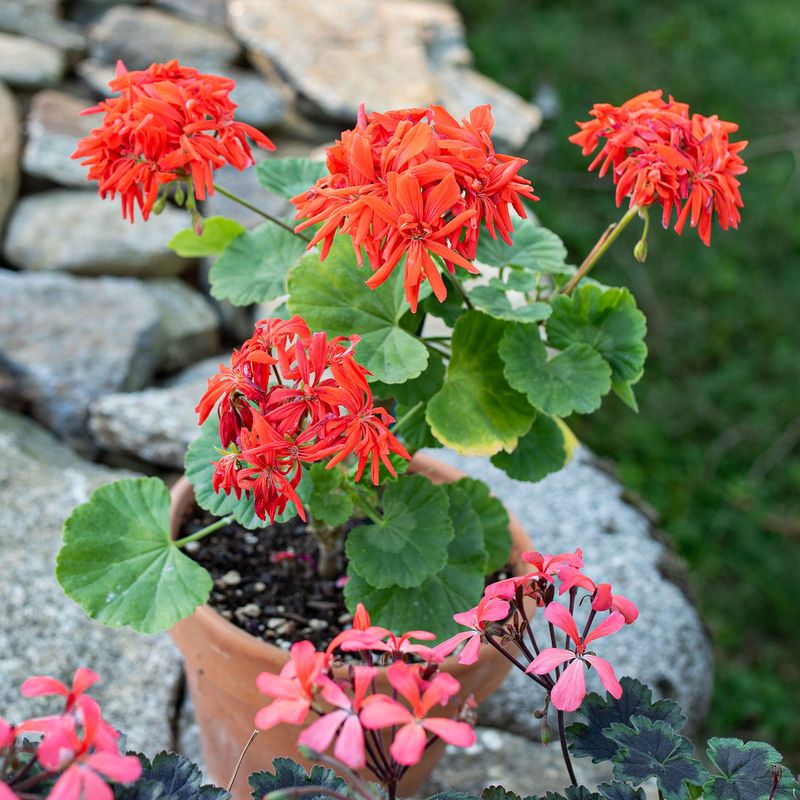 Geraniums Gradually Give Up