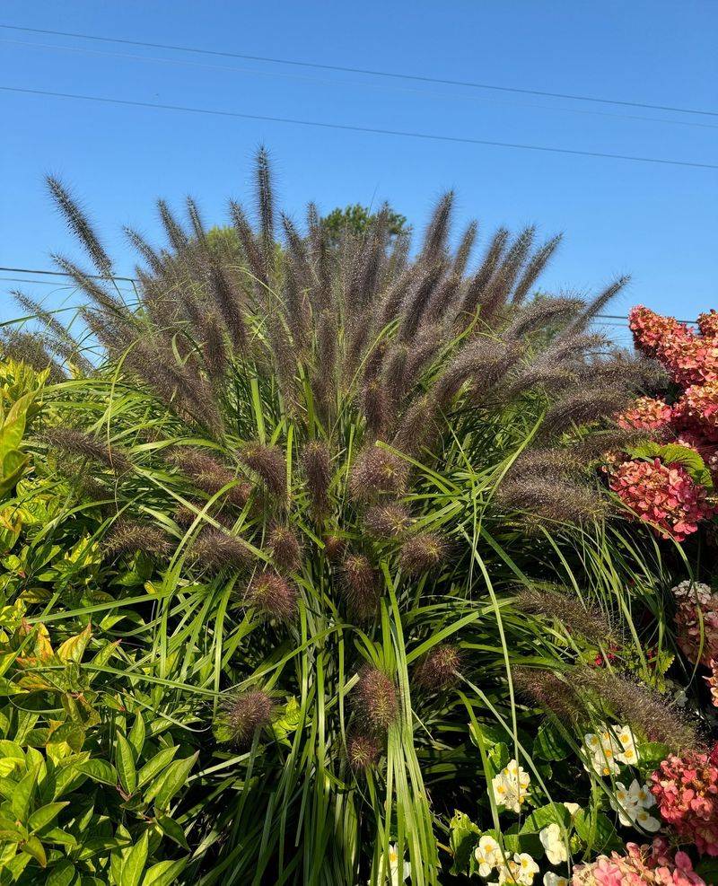 Ornamental Grasses: Four-Season Performers