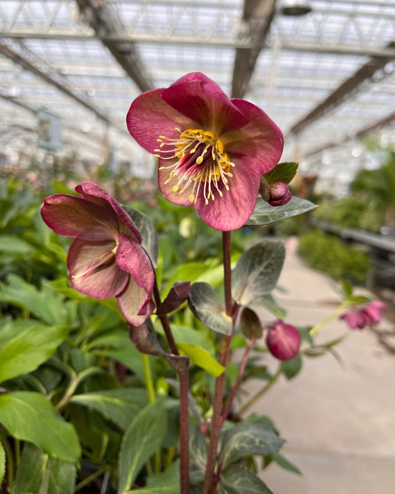 Hellebores: Winter-Blooming Wonders