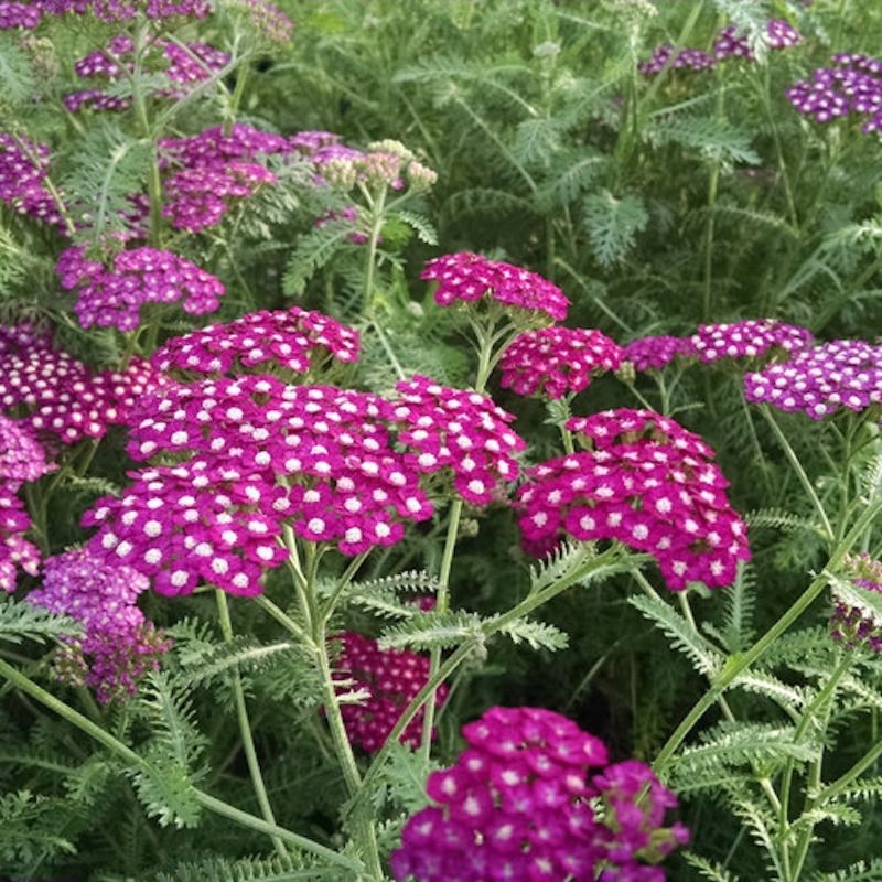 Achillea (Yarrow)