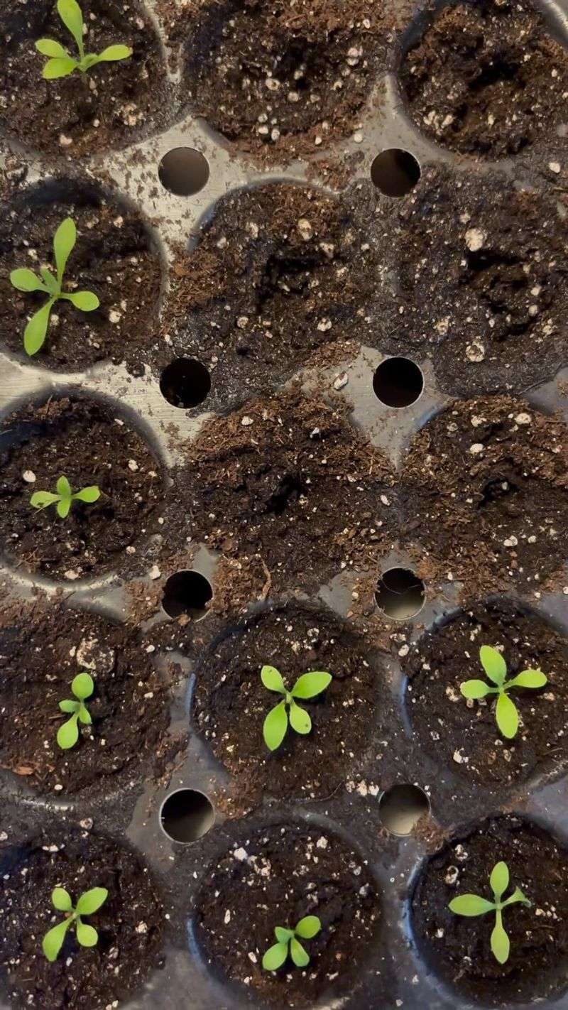 Thin Crowded Seedlings