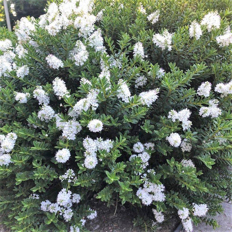 Hebe ‘White Gem’