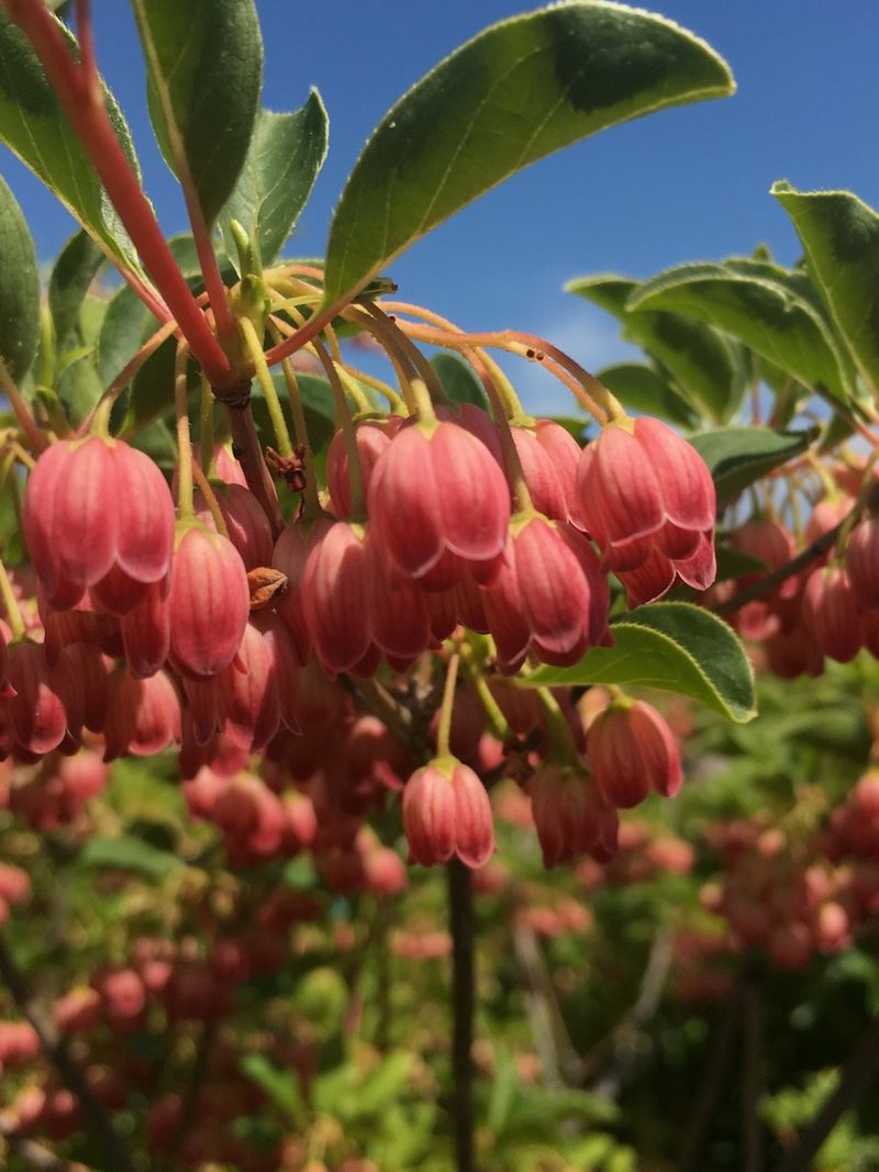 Enkianthus (Redvein Enkianthus)