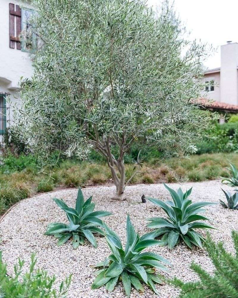 Mediterranean Xeriscape